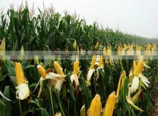 High Quality a Grade Corn Gluten Meal Corn Flour Price photo-4