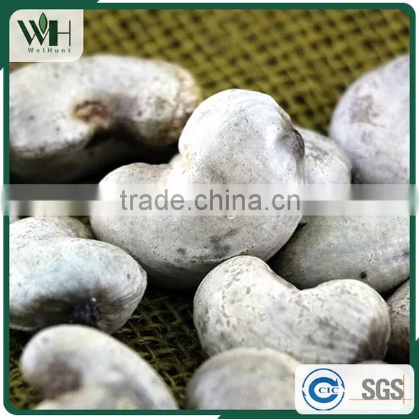 Grade A Southeast Asia Cashew Kernel in Shell photo-4