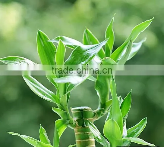 Lucky Bamboo photo-6