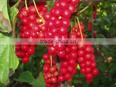 GMP Kosher Natural Schisandrae Chinensis Extract photo-2