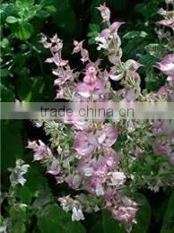BEST EXPOTER OF CLARY SAGE OIL photo-3