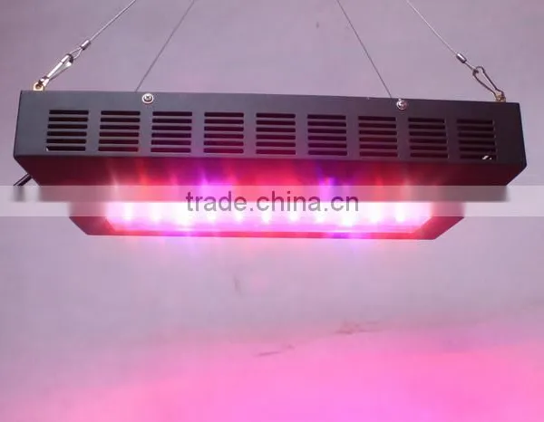 Designer Goods From Twilight Group China Cree Led Grow Light 2016 Looking for Exclusive Distributor photo-5