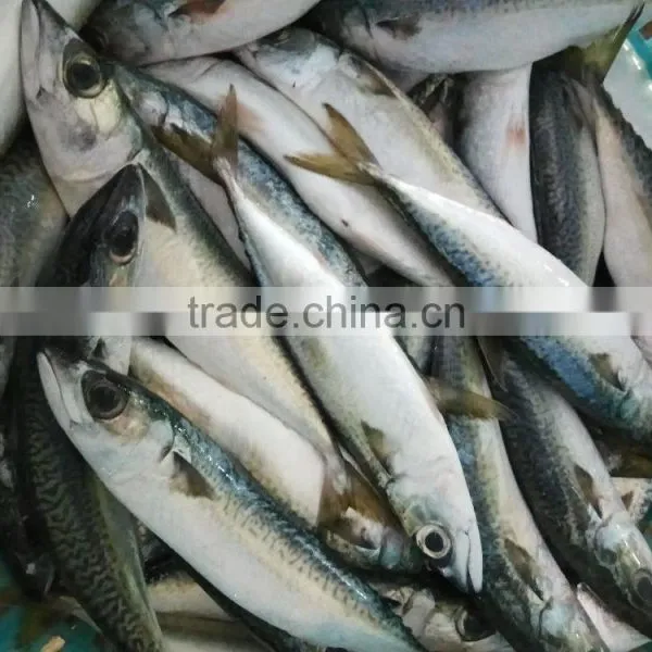 Frozen W/R Pacific Mackerel Good-quality Fresh Fish Seafood photo-2