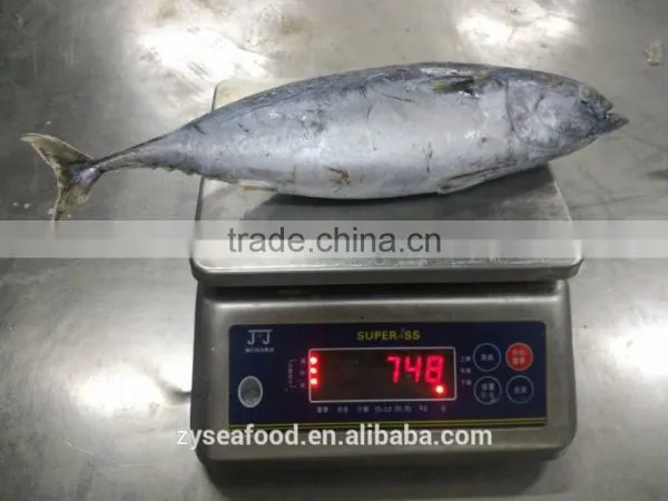 Seafood Supplier Taiwan Bonito 700g up photo-2