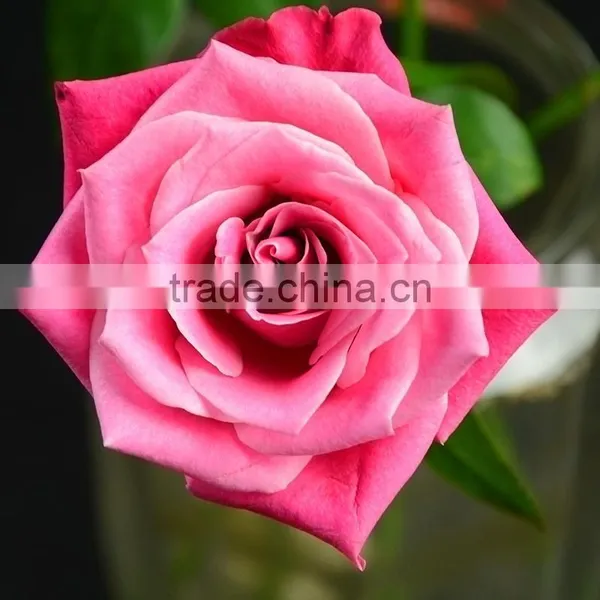 China Supplier Hobby Lobby Wholesale Flowers Fresh Cut Rose Export From Yunnan photo-6