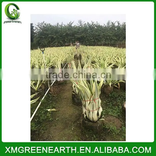 Furcraea Foetida (2)