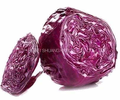Heat Resistant f1 Hybrid Cabbage Seeds