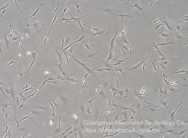 Inverted Biological Microscope With Phase Contrast MI52-N photo-2