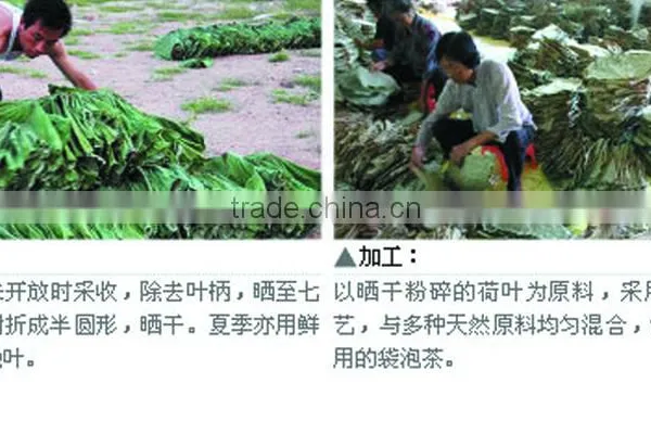 Top Quality Chinese Natural Herb Slimming Tea and Remove Heat Lotus Leaf Herbal Tea photo-6