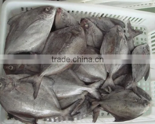 Black Pomfret photo-3