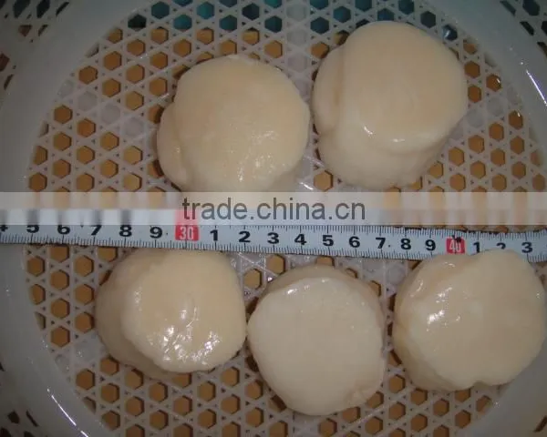 SCALLOP photo-3