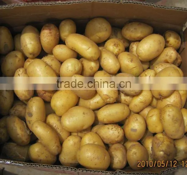 New Crop Fresh Potato photo-2