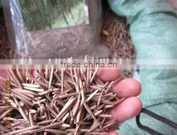 Moso Bamboo Seeds For Cultivation photo-3