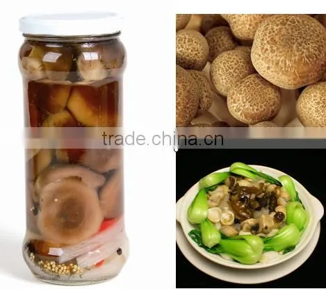 Plastic Bag Mushroom for Sale China Canned Shiitake Specification Shiitake Mushroom photo-4