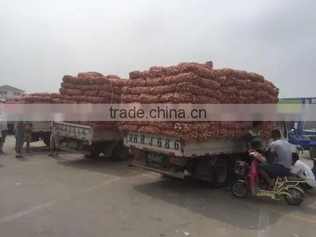 Fresh Style White Garlic From Cold Storage photo-3