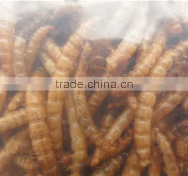 Pet Food Factory Birds Food Meal Worm photo-4
