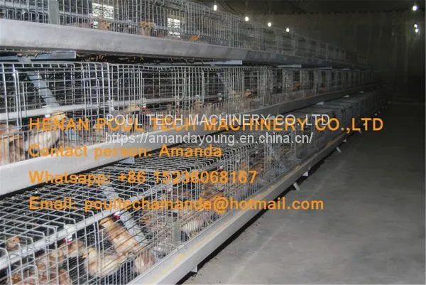Tanzania Poultry Farm Chicken Shed A Frame Automatic Pullet Cage & Small Chicken Cage Equipment With Drinking & Feeding System photo-2