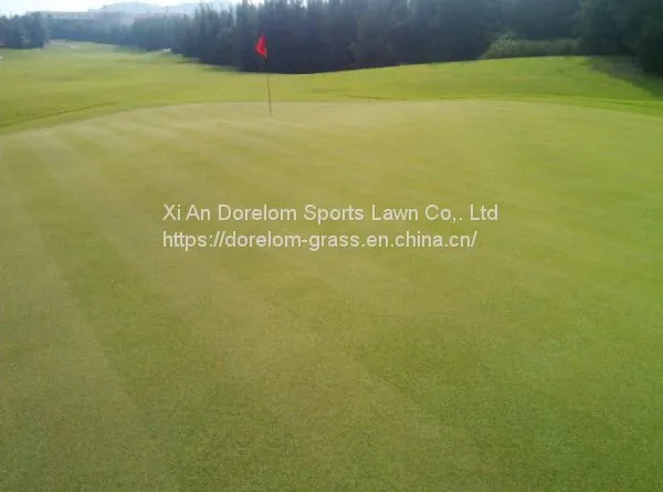 China Hot Sale Dorelom Durable 15mm Artificial Putting Green Turf Grass for Golf photo-4