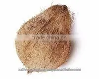 Fresh Quality Coconut in India photo-3