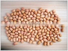 China Dried Peanut Kernel Baisha photo-3