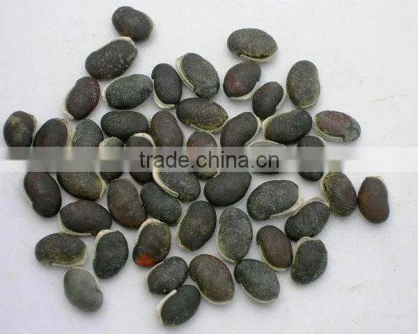 Leguminous Lablab Bean Forage Seed Exporter