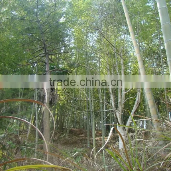 Phyllostachys Heterocycla (Carr.) Mitford Cv. Pubescens & Bamboo photo-5