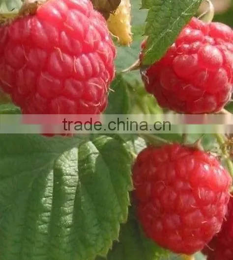 New Crop Iqf Raspberry photo-4