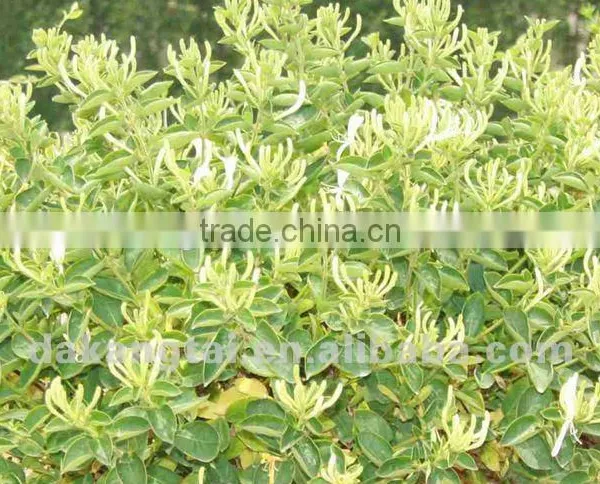 Honeysuckle Flower Traditional Chinese Madecine