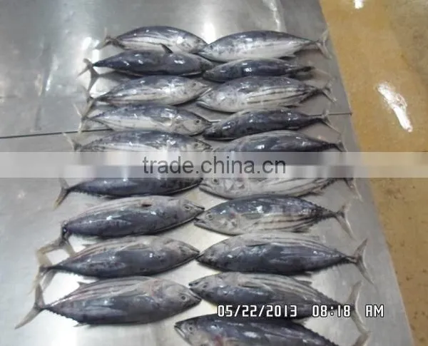 Skipjack Tuna photo-3