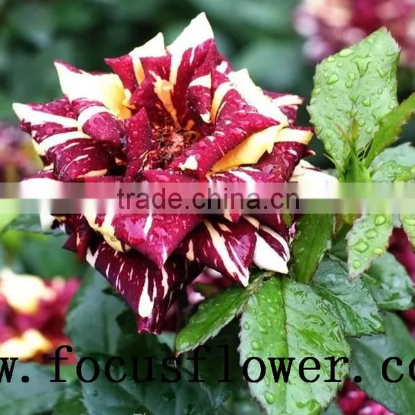 Good Quality Fresh Black Roses in Delhi Roses Flowers Spray Rose Meteor Shower for Wedding Decoration Without Middleman photo-2