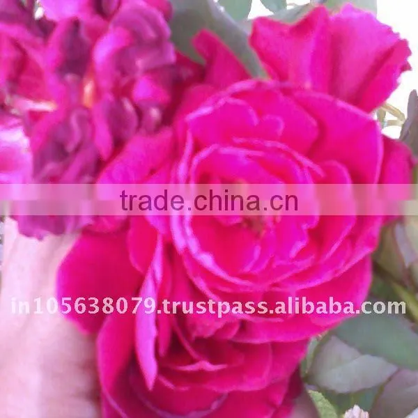 Reliable Supplier for Rose Oils