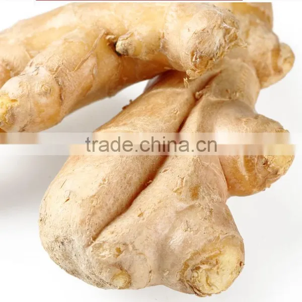Wholesale High Quality Chinese Fresh Ginger photo-3