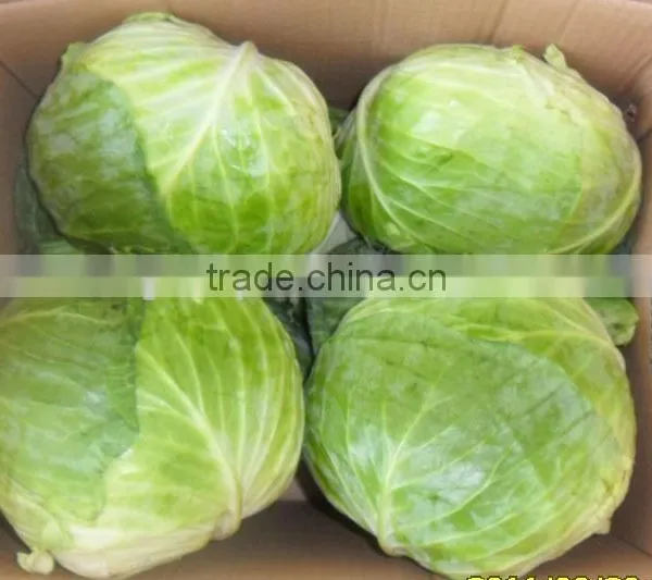2014 Fresh Cabbage Hot Sale photo-2