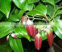 Cinnamon Oil (Cinnamomum Zylanicum) photo-4
