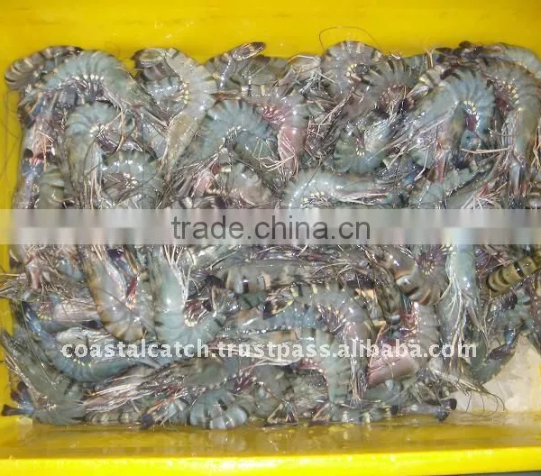 FROZEN BLACK TIGER SHRIMPS