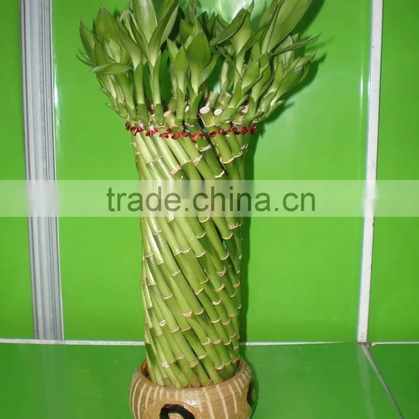 Fengshui Wheel Lucky Bamboo Air Bonsai Tree Dracaena Sanderiana Indoor Ornamental Aquatic Water Plants Nursery Garden Decoration photo-4