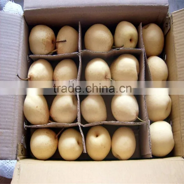 He Bei Fresh ya Pear photo-3