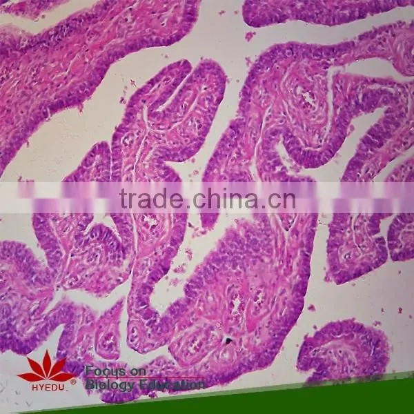 75pcs Anatomy Prepared Slides Set for School Teaching photo-5