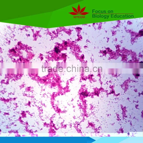 Individual Microbiology Microscope Prepared Slides photo-6
