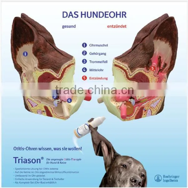 Hot Sale School Use Dog Ear Anatomy Model for Vet