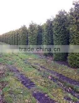 Thuja Brabant Occidentalis A Quality photo-2
