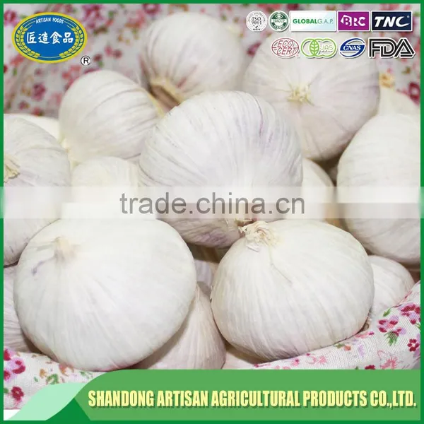 Fresh Solo Garlic photo-3