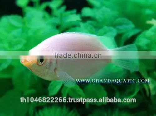 Kissing Gourami Fish Farm For Sale / Thailand Tropical Fish Exporter photo-3