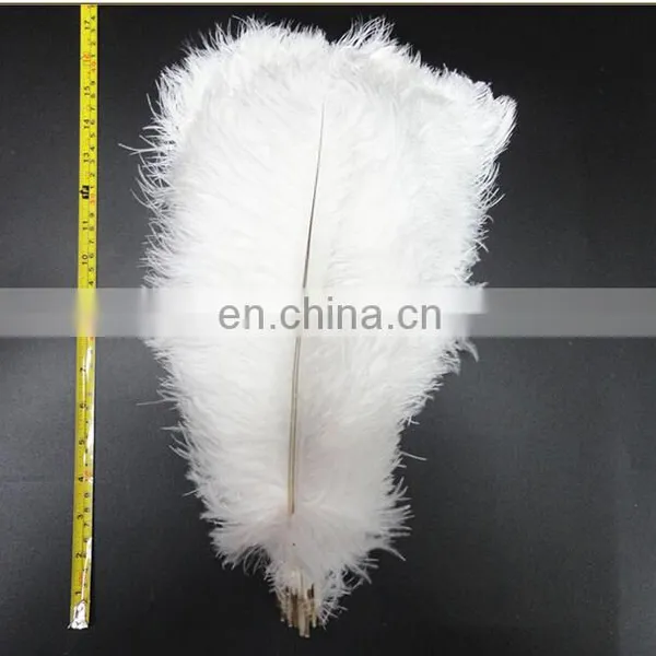 Ostrich Feather