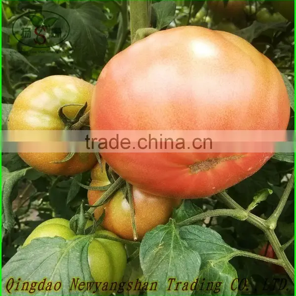 Fresh Tomatoes for Sale photo-3