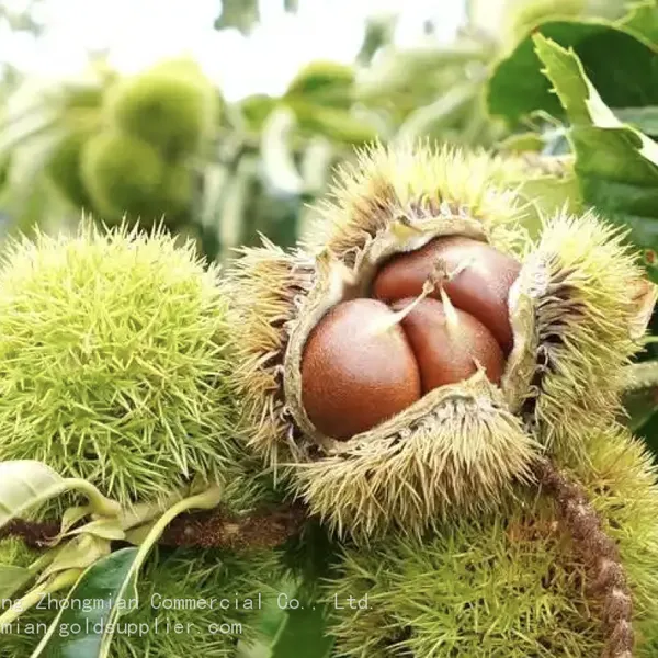 Chestnut Snack Organic Healthy Snack for All Ages photo-3