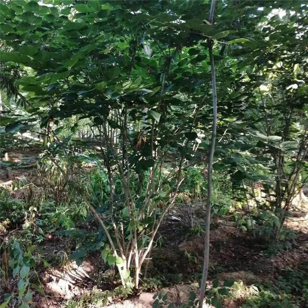 Price of Chinese Redbud Trees photo-2