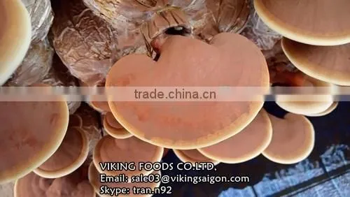 LINGZHI MUSHROOM/GANODERMA/LUCIDUM/REISHI FROM VIETNAM - BEST PRICE FROM VIETNAM photo-2