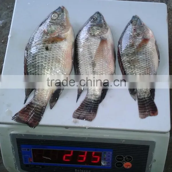 Tilapia 30-90G Small Fish Bait Fish