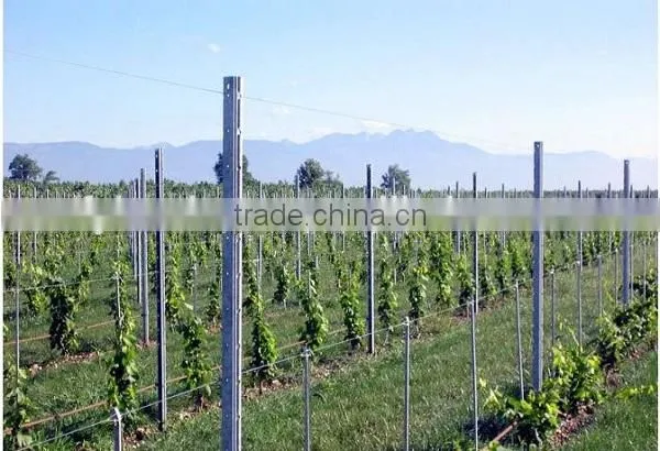 Galvanized Vineyard Trellis Post Grape Stakes